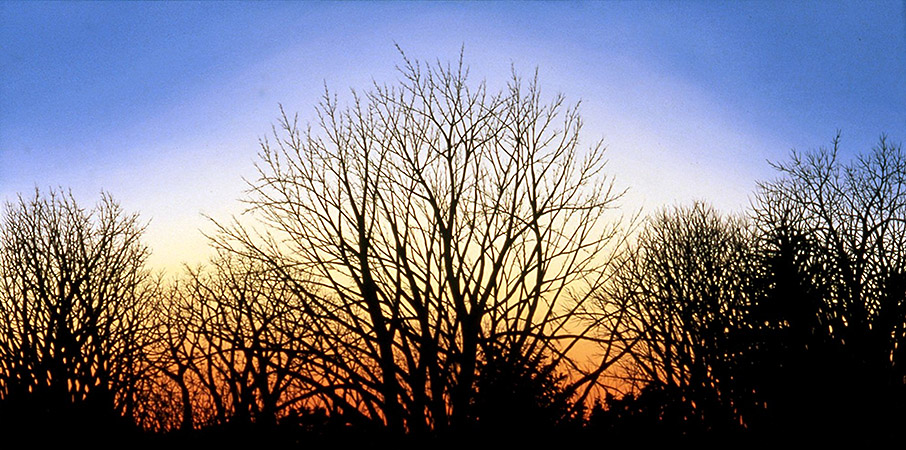 Profusion of Winter